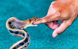 Nằm mơ thấy người khác bị rắn cắn đánh con gì?